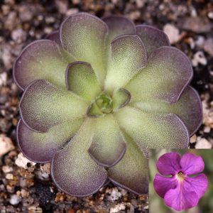 Pinguicula Cyclosecta.jpg
