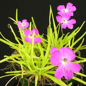 Pinguicula Moctezumae.jpg