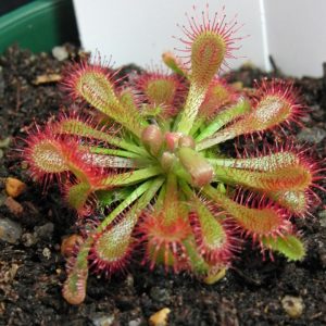 drosera spatulata plantas carnivoras mundo venus.jpg