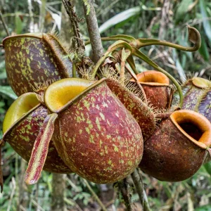 nepenthes ampullaria.webp