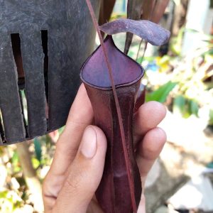 nepenthes mirabilis black 1.jpg