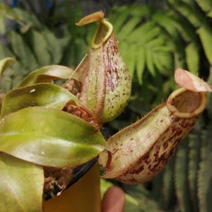 nepenthes xhokeriana.jpg