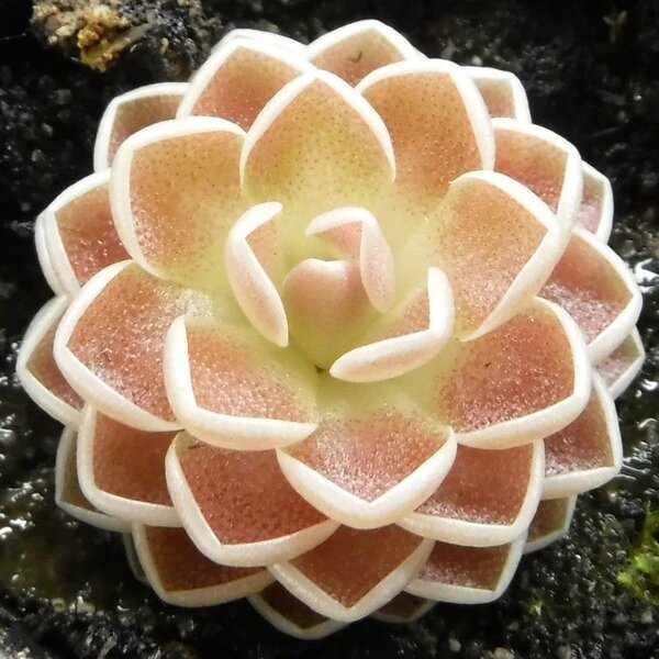 Pinguicula Ehlersiae 1 pinguicula ehlersiae.jpg