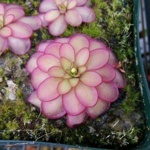 pinguicula hemiepiphytica.jpg