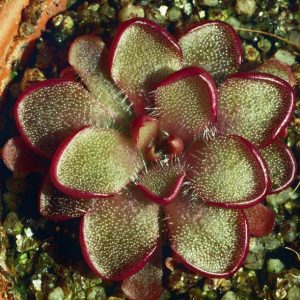 pinguicula kondoi.jpg