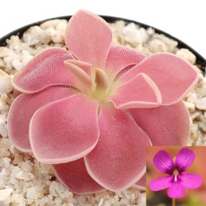pinguicula wesser.jpg