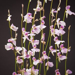 utricularia blanchetii.jpg