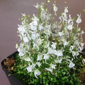 utricularia livida.jpg