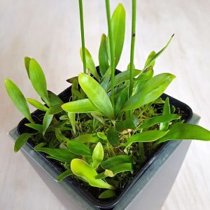 utricularia longifolia.jpg