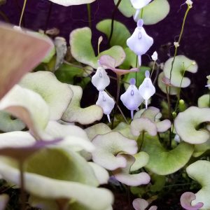 utricularia pubescens scaled 1.jpg