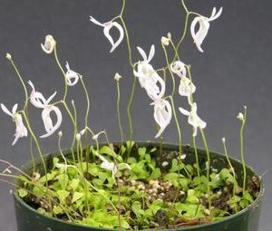 utricularia sandersoni.jpg