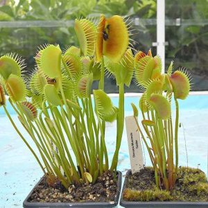 venus atrapamoscas spider mundo venus.jpg