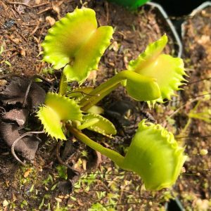 venus atrapamoscas werewolf mundo venus.jpg