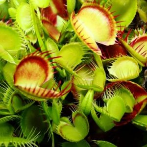 venus cross teeth china.jpg