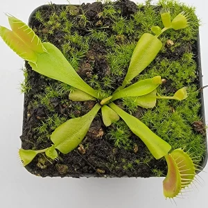 venus double trouble scaled 1.webp