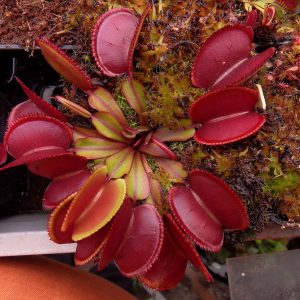 venus red micro teeth scaled 1.jpeg