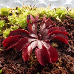 venus red microdent.jpg