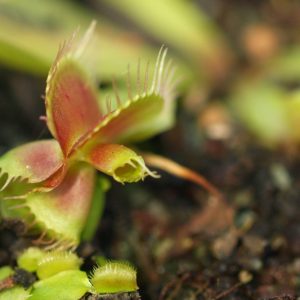 venus shark mirror.jpg