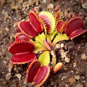 venus shup destruction.jpg