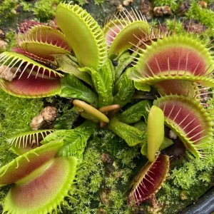 venus shuppenstiel.webp